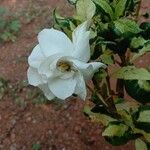 Gardenia jasminoides Blomma