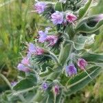 Echium boissieri Cvijet