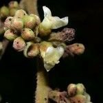 Tetracera portobellensis Fruit