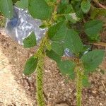 Amaranthus palmeri Leaf