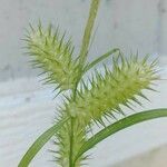 Carex lurida Flor