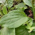 Plantago major Leaf