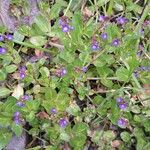 Veronica beccabunga花