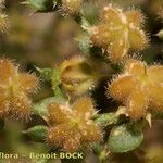 Fagonia glutinosa Fruit