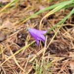 Campanula rotundifolia 花