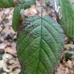 Rubus macrophyllus Blad