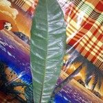 Quiina oiapocensis Leaf