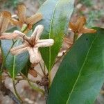 Rhododendron arborescens Deilen