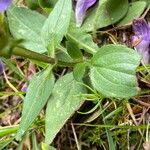 Prunella grandiflora पत्ता