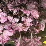 Heuchera americana 葉