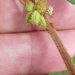 Acanthospermum australe Fruit