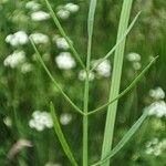 Oenanthe silaifolia Листок