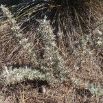 Artemisia maritima Leaf