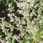 Fallopia dumetorum Flower