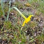 Narcissus rupicola Flower