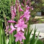 Watsonia borbonicaCvet