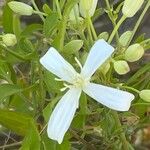 Clematis flammula Цвят