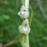 Goodyera repens Цветок