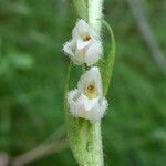 Goodyera repens Floare