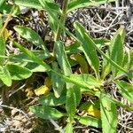 Veronica spicata Feuille