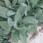 Stachys germanica पत्ता