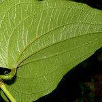 Smilax mollis Lapas