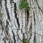 Carya pallida Corteza