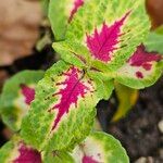 Coleus decurrens Feuille