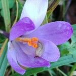 Crocus nudiflorus Flor