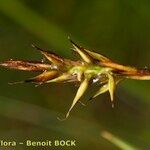 Carex pyrenaica ফল