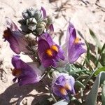Cistanche violacea Flower