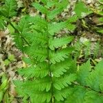 Dryopteris cristata পাতা