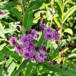 Vernonia noveboracensis Flower