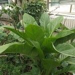 Anthurium hookeri Leaf