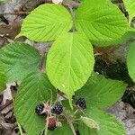 Rubus nigricans Blatt