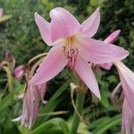 Crinum × powellii Flower