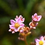Sedum villosum Blüte