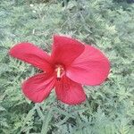 Abelmoschus moschatus Floare