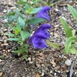 Scutellaria baicalensis Flor