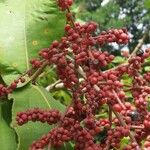 Miconia impetiolaris Fruit