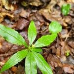 Lysimachia borealis Žiedas