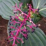 Medinilla cumingii 果實