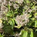Mikania scandens Flors