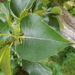 Populus deltoides Blatt