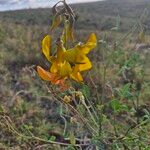 Crotalaria laburnifolia Lorea