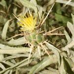 Centaurea maroccana 果