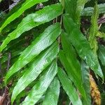 Thelypteris reticulata Лист