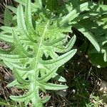 Cirsium tuberosum Foglia