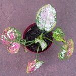 Aglaonema tricolor