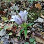 Gentiana scabra Λουλούδι
